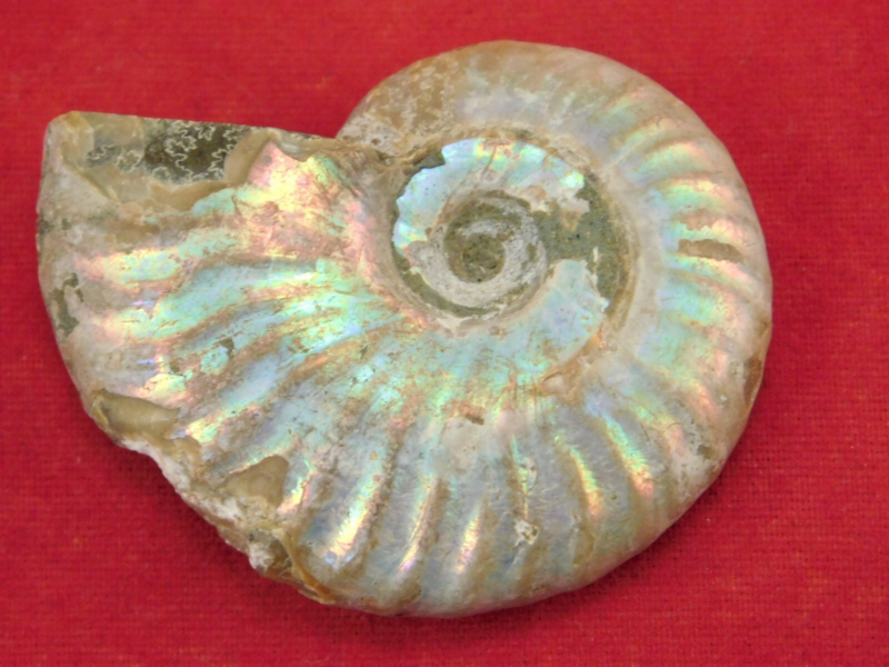 Iridescent Ammonite Fossil 100% Natural Madagascar! 17.1gr