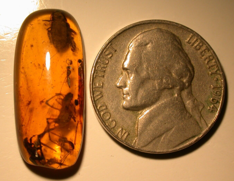 Large Spider Attacking Fly with Webbing in Burmite Amber Fossil Dinosaur Age