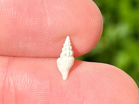 Costa Rica Fossil Gastropod Glyphostoma sp. Miocene Age Shell