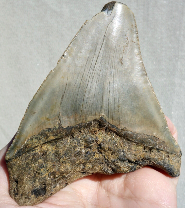 MEGALODON SHARK HUGE SERRATED TOOTH~ 4.58" ~SHARK TEETH~REAL FOSSIL~194gms!
