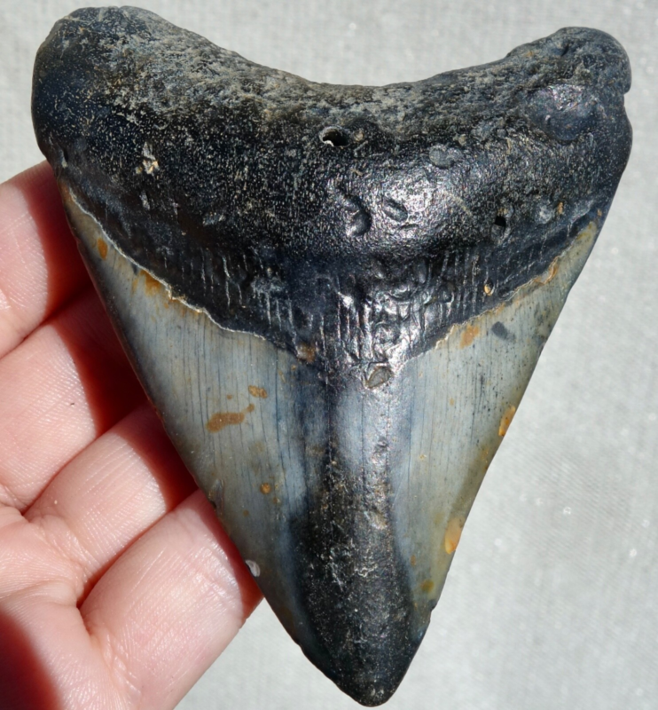 MEGALODON SHARK TOOTH ~ 3.70" ~ SHARK TEETH ~ REAL FOSSIL ~ NO REPAIR ~