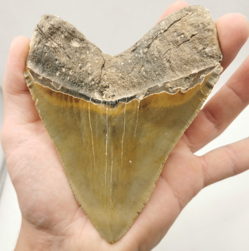 Großer und schöner Megalodon Haizahn mit Muschel ! Hai Zahn Fossil USA