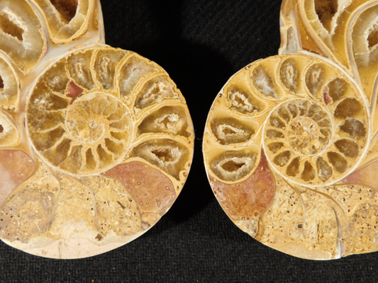 Larger! 121 MILLION Year Old! Split and Polished Ammonite Fossil Pair 175gr