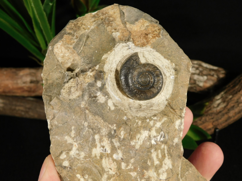 TWO! 100% Natural 400 Million Year Old! Devonian Era AMMONITE Fossils 800gr