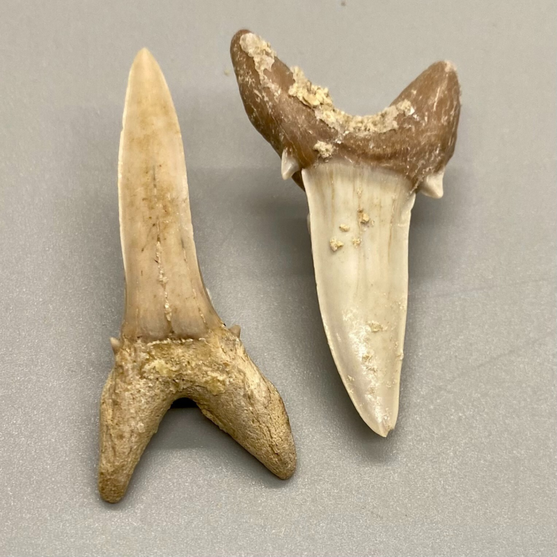 Beautiful Pair Fossil STRIATOLAMIA MACROTA - Extinct Sand Tiger - Central KZ