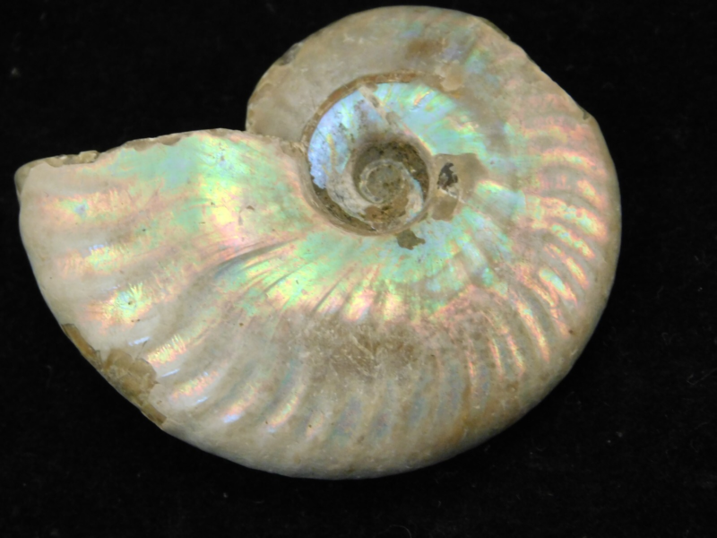 Iridescent Ammonite Fossil 100% Natural Madagascar! 13.1gr