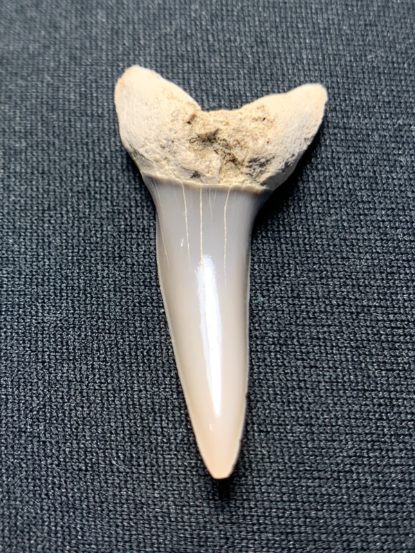 Fossil Desori Mako Shark Tooth
