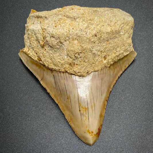 3.70" Sharply Serrated Fossil MEGALODON Shark Tooth