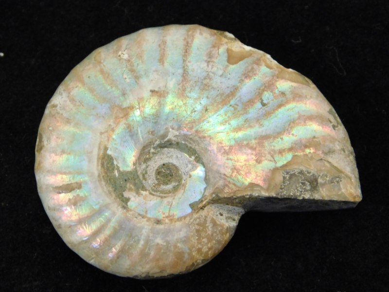 Iridescent Ammonite Fossil 100% Natural Madagascar! 17.1gr