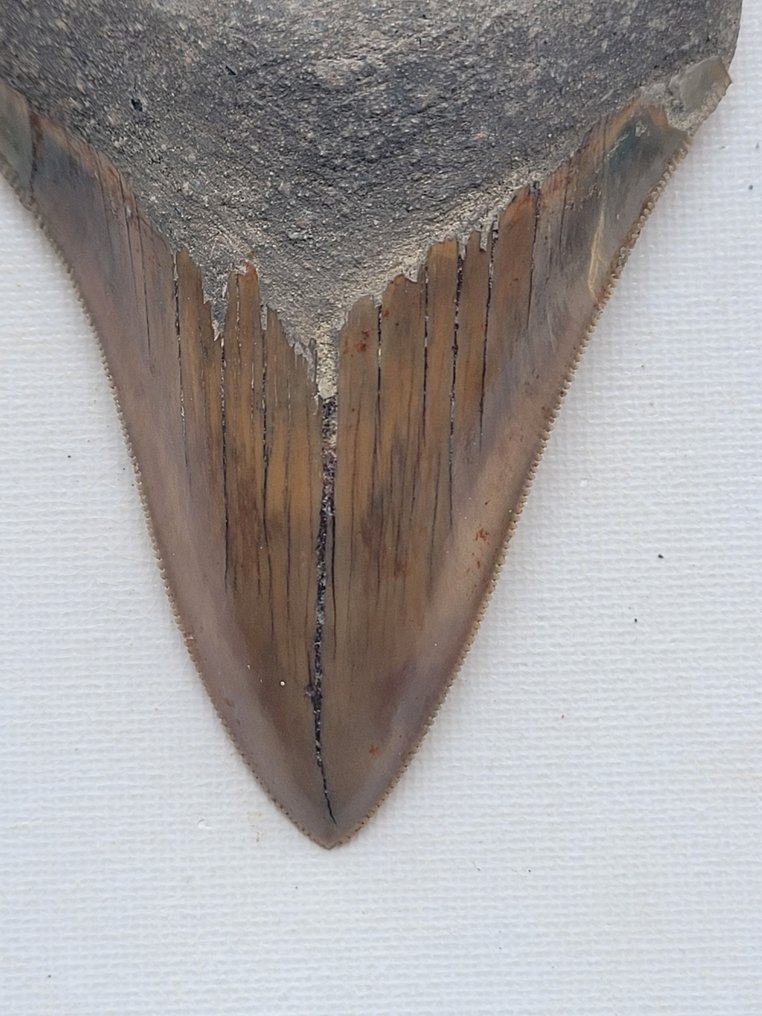 Megalodon - Fossil tooth