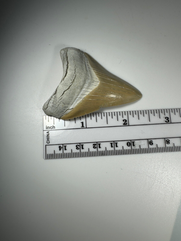 2.37 In Colorful Aurora Lee Creek Megalodon Shark tooth Fossil Chub NC Meg