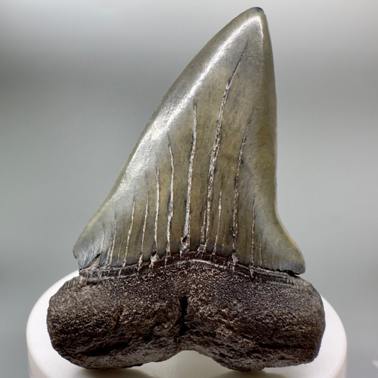 LARGE, colorful 2.79" Fossil EXTINCT MAKO Shark Tooth - Beaufort County, SC