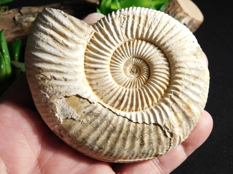 Big! 100% Natural Cretaceous Era White Ribbed AMMONITE Fossil 205gr
