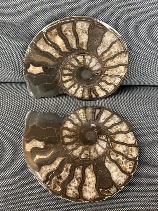 Harpoceras sp Ammonite Polished Pair, Rare Calcite Fossil Whitby, England, UK.