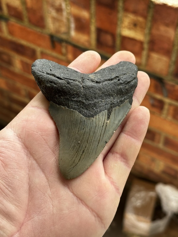 Megalodon Shark Tooth USA 4.15 Inch
