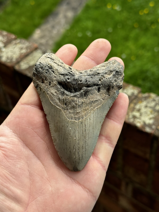 Megalodon Shark Tooth USA 3.86 Inch