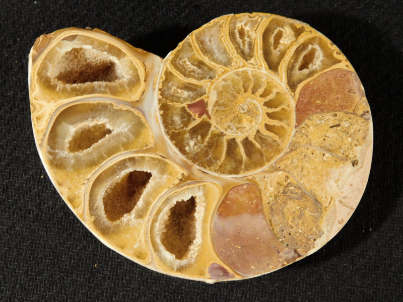 Larger! 121 MILLION Year Old! Split and Polished Ammonite Fossil Pair 175gr