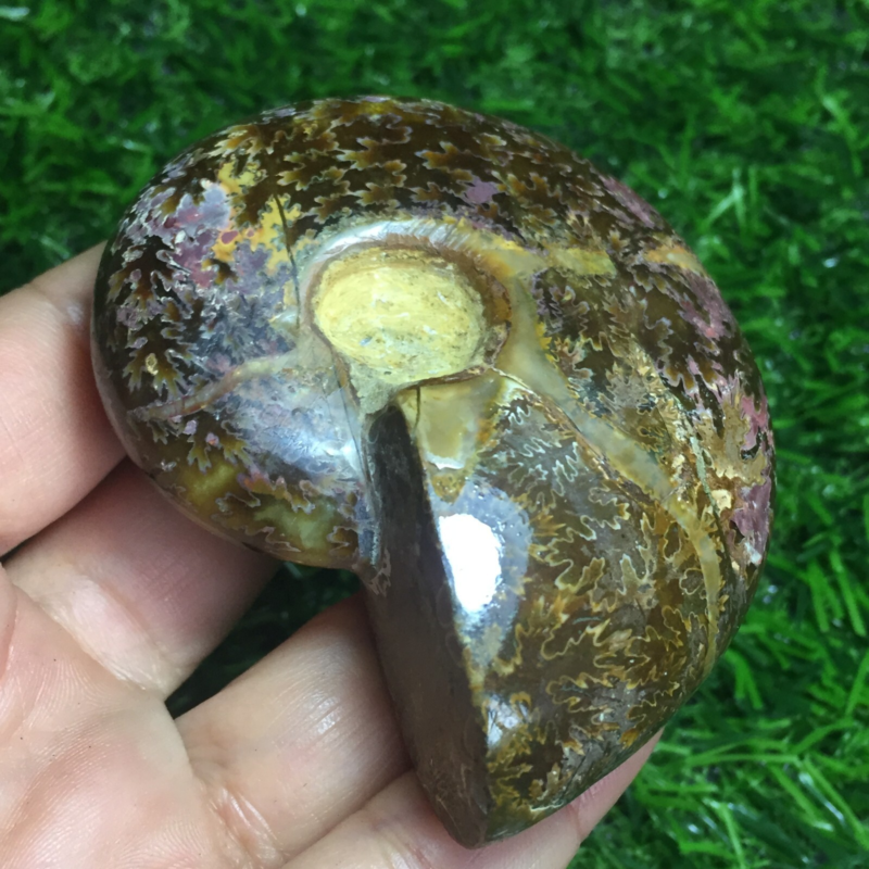 154g   Natural conch Ammonite fossil specimens of Madagascar 968