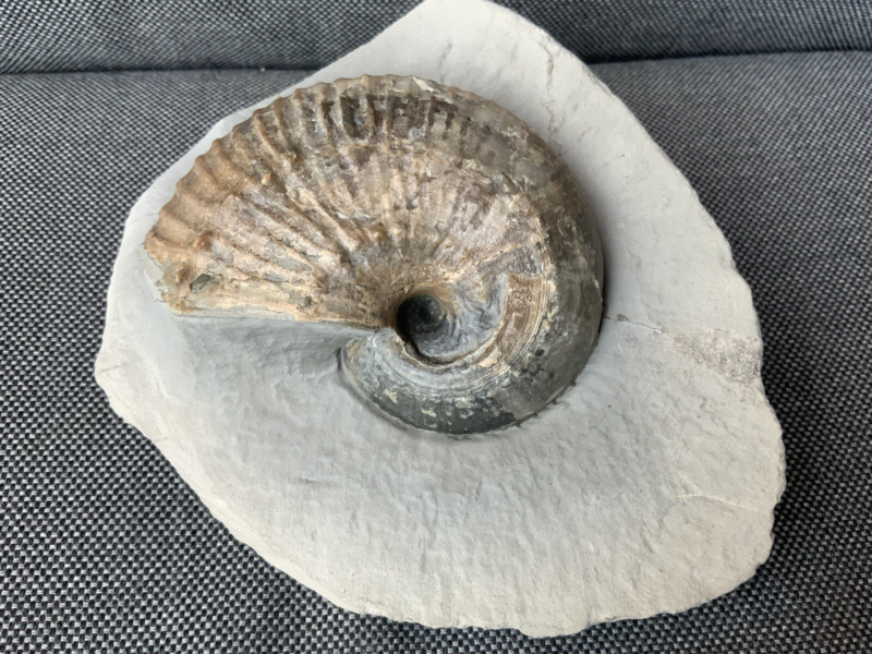 Green Ammonite Nodule Liparococeras (Bechieceras) Dorset Rare Jurassic Fossil