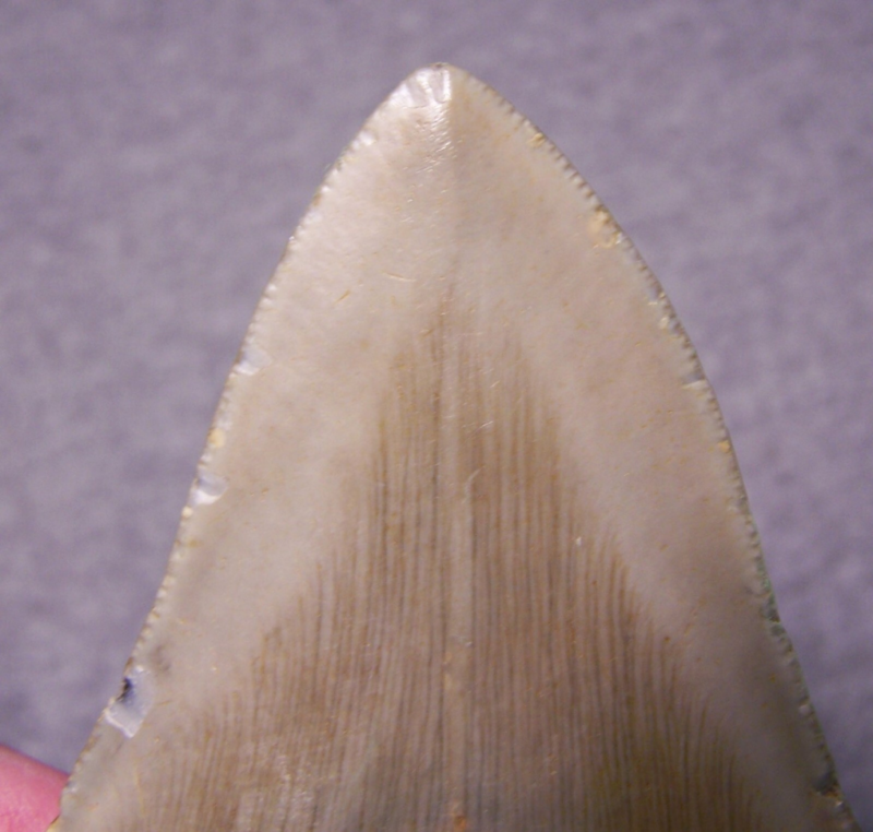 MEGALODON Shark Tooth 3 7/8" sharks teeth BIG jaw fossil REAL megladon SERRATED