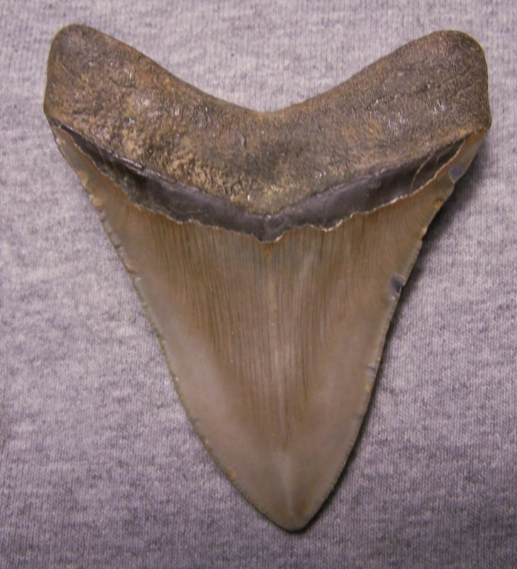 MEGALODON Shark Tooth 3 7/8" sharks teeth BIG jaw fossil REAL megladon SERRATED