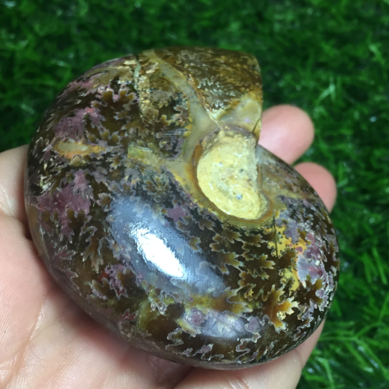 154g   Natural conch Ammonite fossil specimens of Madagascar 968