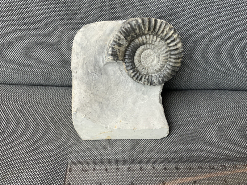Green Ammonite Nodule Metophioceras sp Charmouth, Dorset, Rare Jurassic Fossil