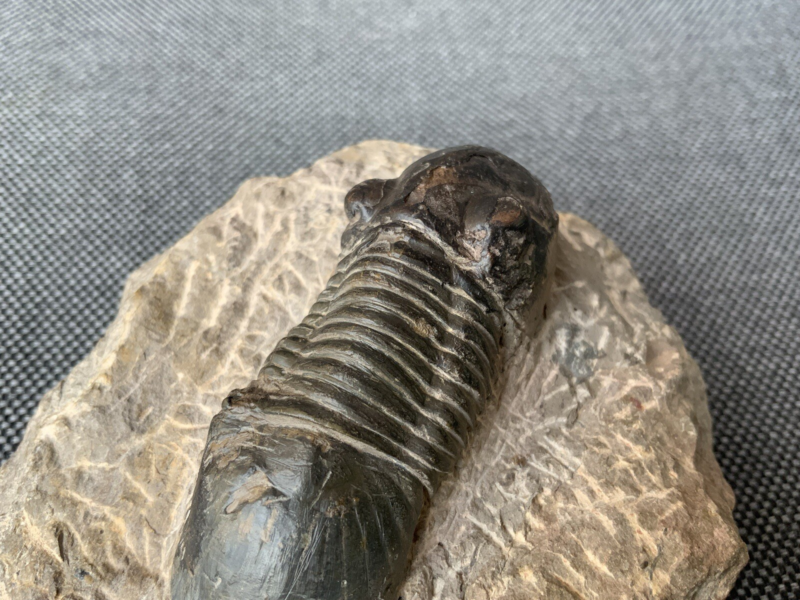 Detailed Trilobite Fossil, Morocco, Africa, Devonian, 400 Million Years Old