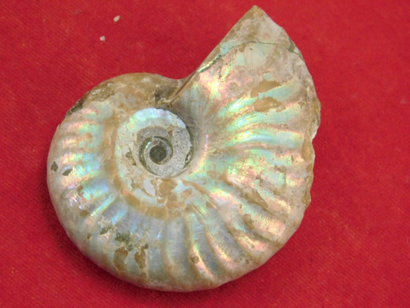 Iridescent Ammonite Fossil 100% Natural Madagascar! 17.1gr