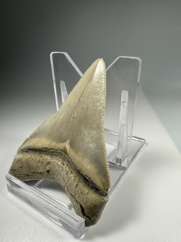 2.37 In Colorful Aurora Lee Creek Megalodon Shark tooth Fossil Chub NC Meg