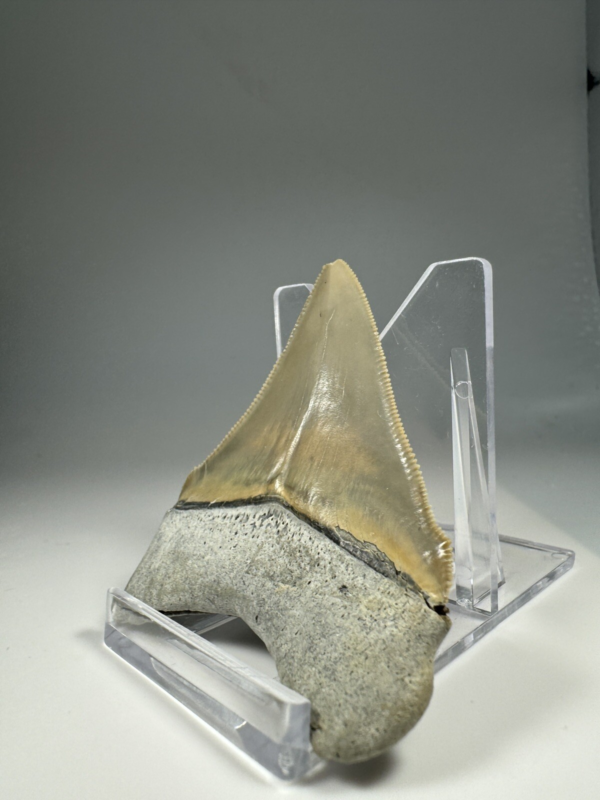 2.5 In Colorful Aurora Lee Creek Chubutensis Shark tooth Fossil Chub NC