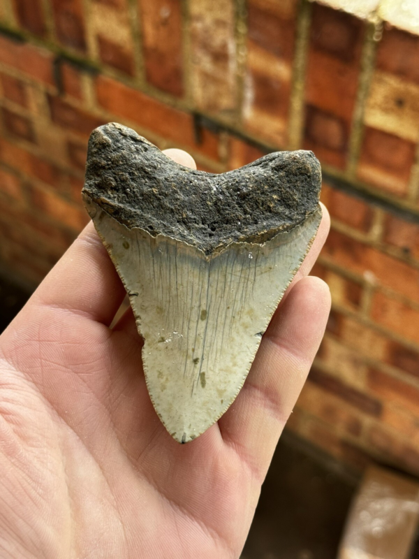 Megalodon Shark Tooth USA 4.15 Inch