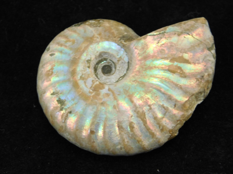 Iridescent Ammonite Fossil 100% Natural Madagascar! 17.1gr