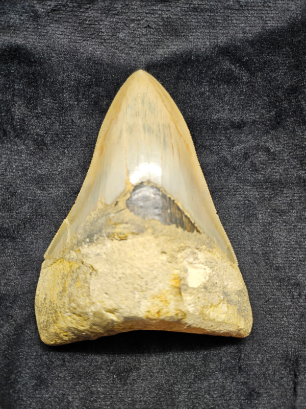 Riesiger Megalodon-Zahn, - 10cm - Carcharocles Megalodon 2-23 Millionen Jahre
