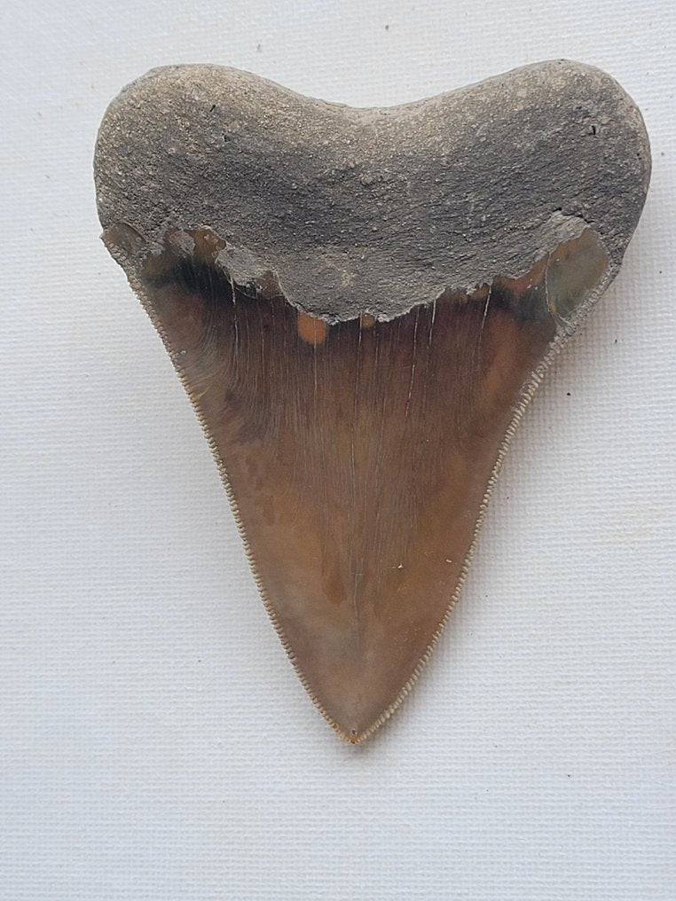 Megalodon - Fossil tooth