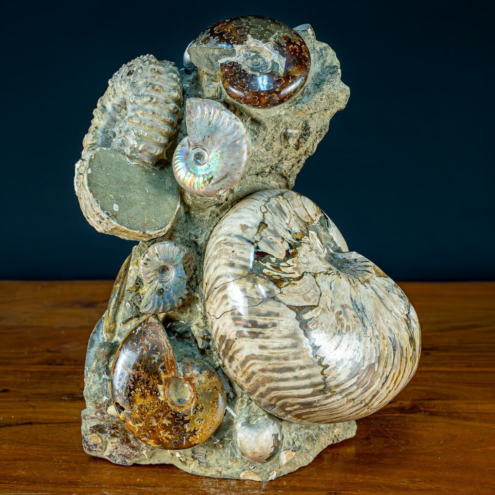 Cretaceous ammonites: Cleoniceras. Calcite and aragonite- 10000 g