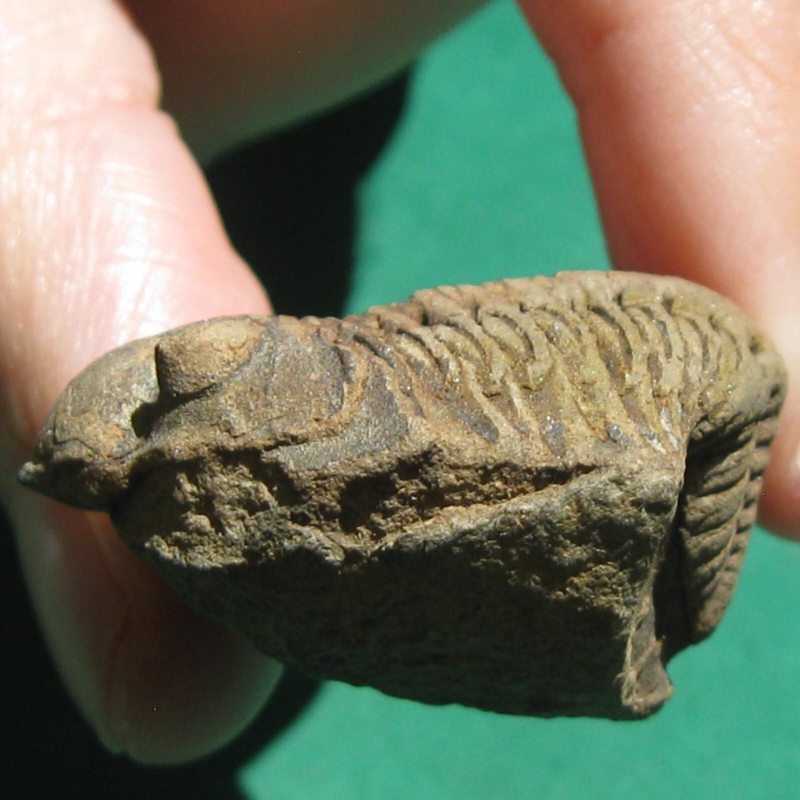 Trilobite Fossil Eldredgeia venustus Bolivia Devonian