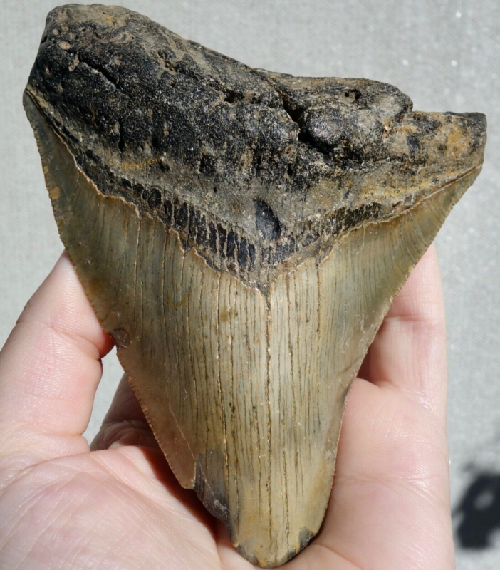 MEGALODON SHARK HUGE SERRATED TOOTH~ 4.58" ~SHARK TEETH~REAL FOSSIL~194gms!