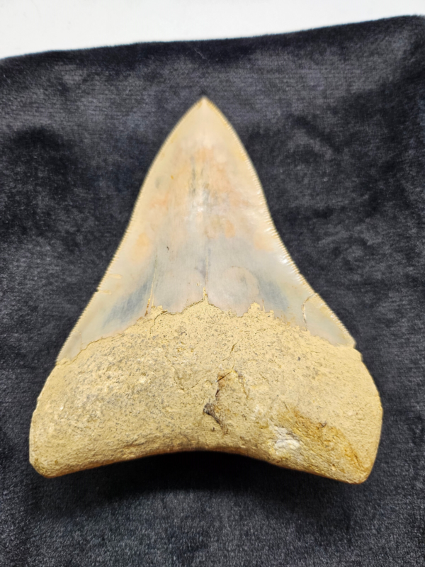 Riesiger Megalodon-Zahn, - 10cm - Carcharocles Megalodon 2-23 Millionen Jahre
