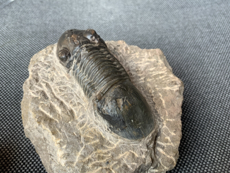 Detailed Trilobite Fossil, Morocco, Africa, Devonian, 400 Million Years Old