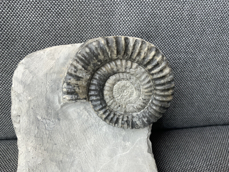 Green Ammonite Nodule Metophioceras sp Charmouth, Dorset, Rare Jurassic Fossil