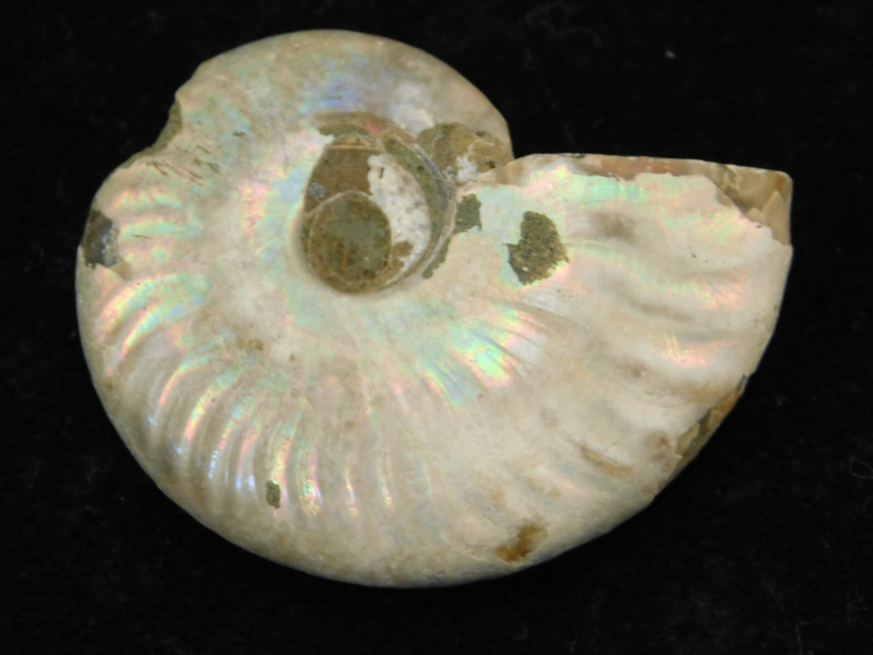 Iridescent Ammonite Fossil 100% Natural Madagascar! 13.1gr