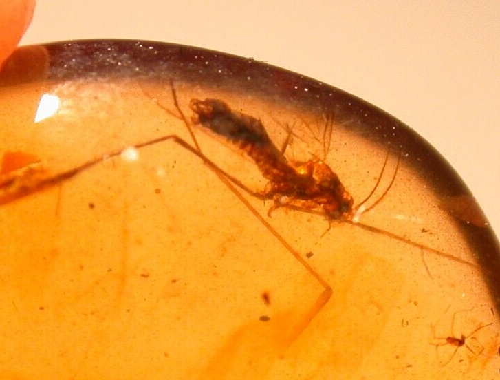 Beautiful Spider with Fly in Burmite Burmese Amber Fossil Gemstone Dinosaur Age
