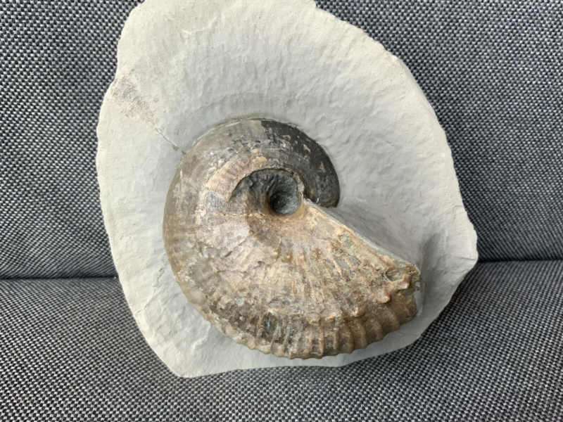 Green Ammonite Nodule Liparococeras (Bechieceras) Dorset Rare Jurassic Fossil