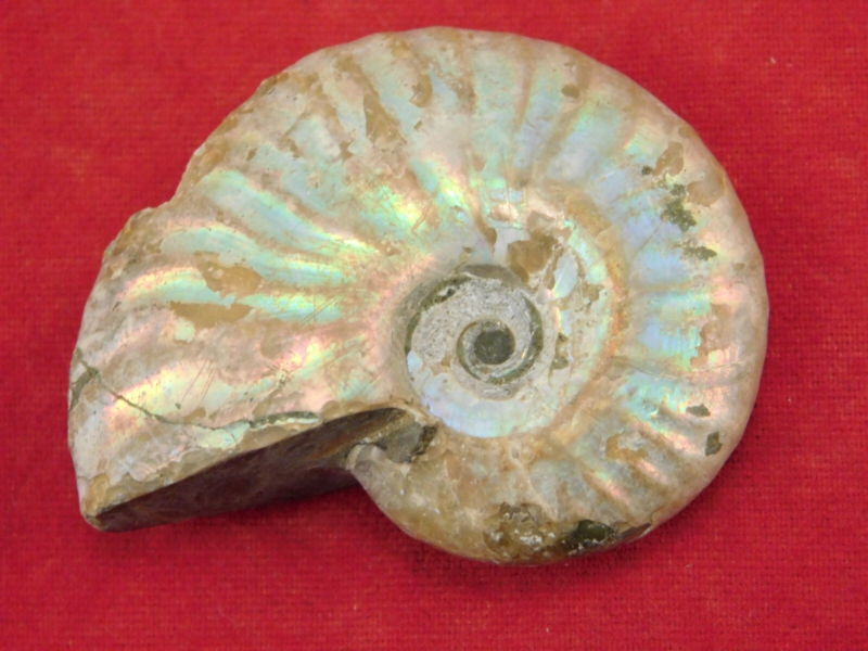 Iridescent Ammonite Fossil 100% Natural Madagascar! 17.1gr