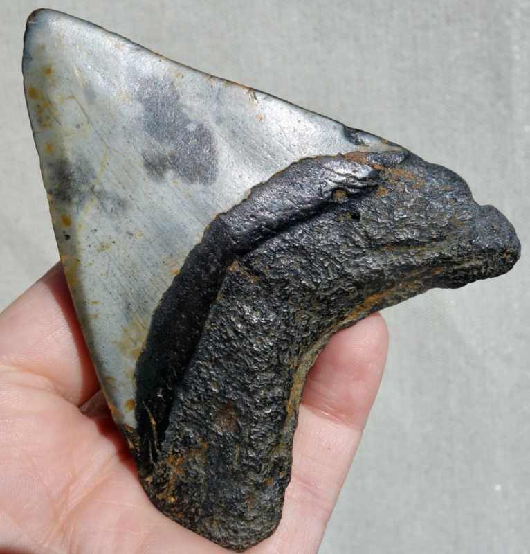 MEGALODON SHARK TOOTH ~ 3.70" ~ SHARK TEETH ~ REAL FOSSIL ~ NO REPAIR ~