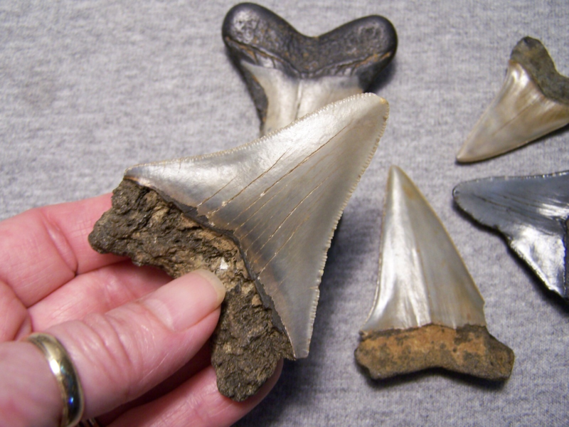MEGALODON SHARK TEETH MAKO MIX FOSSIL 6 LOT COLORS SHARKS TOOTH~COLLECTOR