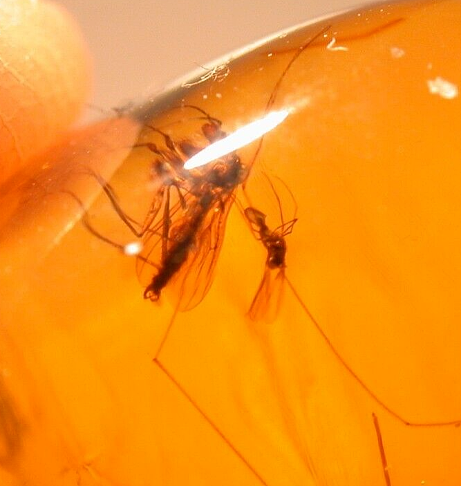 Beautiful Curled Millipede with Flies in Burmite Amber Fossil from Dinosaur Age