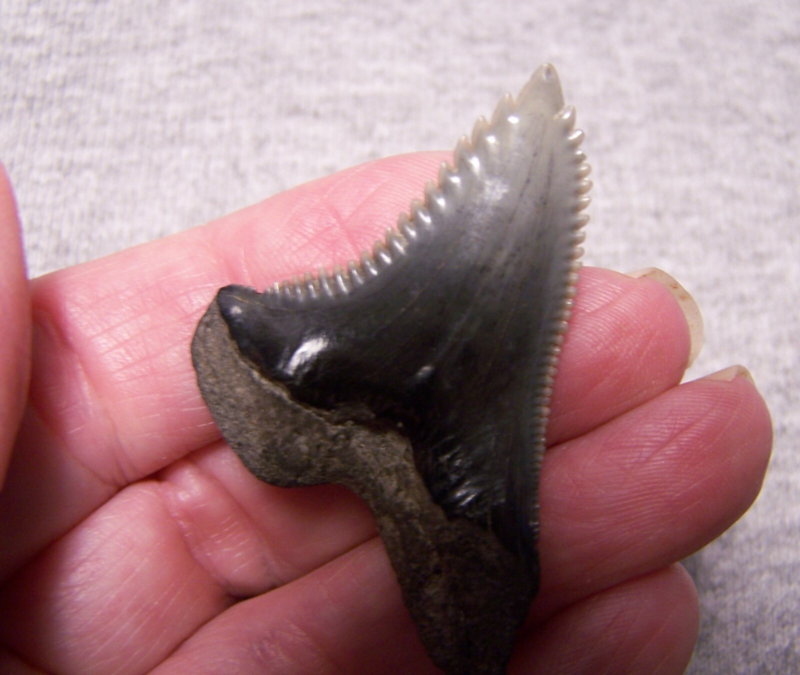 HEMIPRISTIS SNAGGLESHARK SHARK TOOTH FOSSIL 1 13/16" GEM MEGALODON DIVER BIG