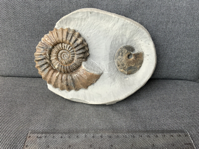 Double Ammonite Androgynoceras Tragophylloceras Charmouth Dorset Jurassic Fossil